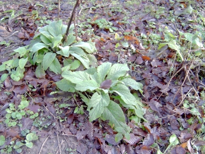 ./pictures/digitalis.jpg
