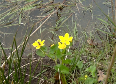 ./pictures/dotterbloem.jpg