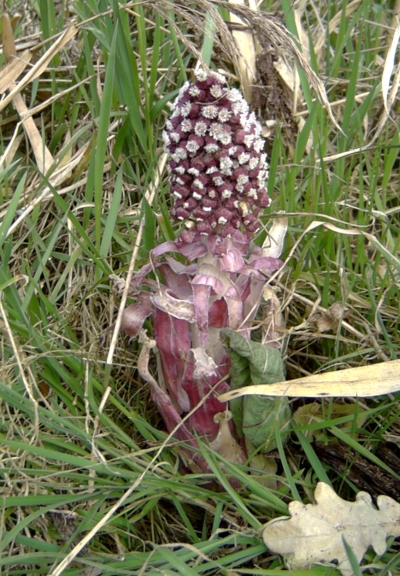 ./pictures/groothoefblad.jpg