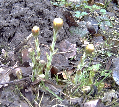 ./pictures/kleinhoefblad.jpg