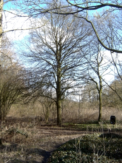 ./pictures/linde_kaal.jpg